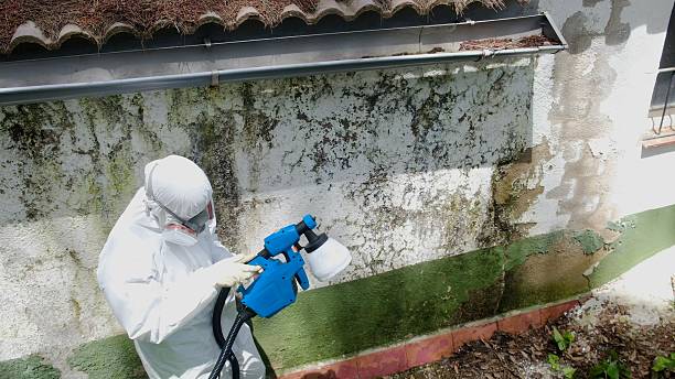 Trusted Black Mold Removal service in Randallstown, MD - Cheap Mold Removal